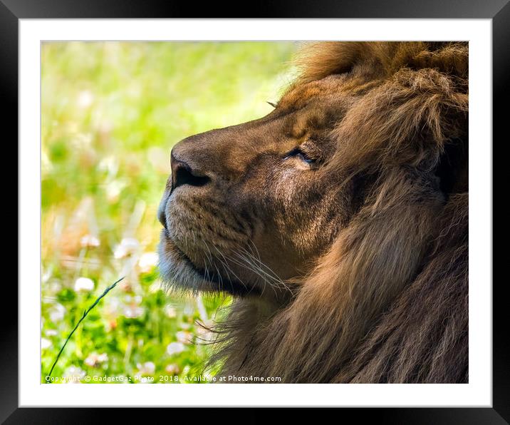 Clarence the Lion side profile Framed Mounted Print by GadgetGaz Photo