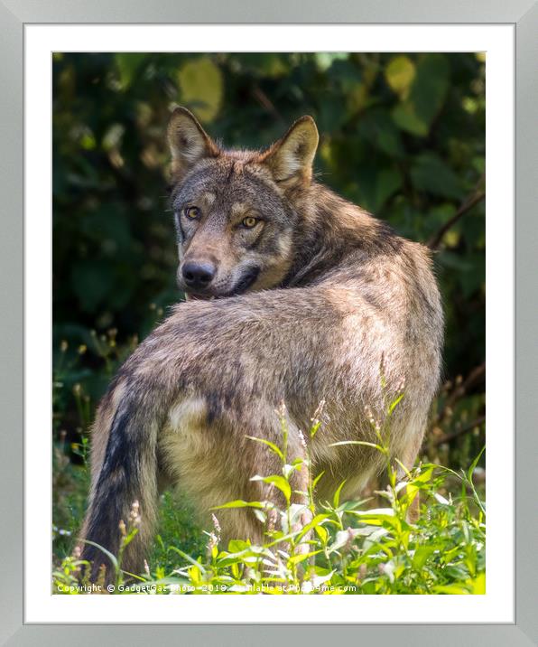 European Wolf looking behind Framed Mounted Print by GadgetGaz Photo