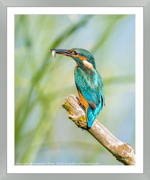 Female Kingfisher with her catch Framed Mounted Print by GadgetGaz Photo