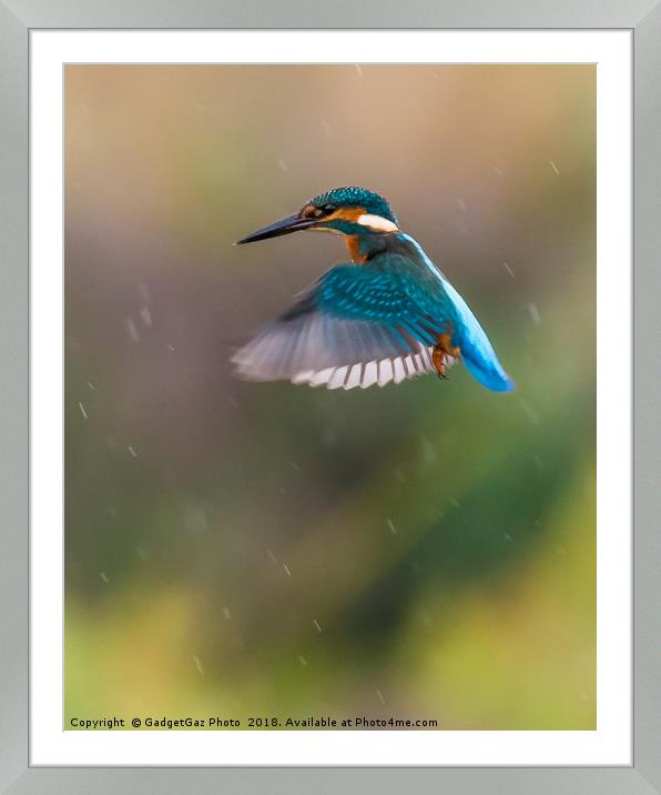 Kingfisher Hovering in the rain Framed Mounted Print by GadgetGaz Photo