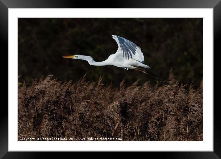 Great White Egret Framed Mounted Print by GadgetGaz Photo