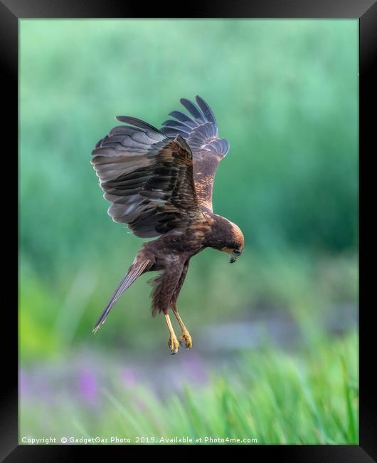 Marsh Harrier Juvenile dropping into the reedbed Framed Print by GadgetGaz Photo