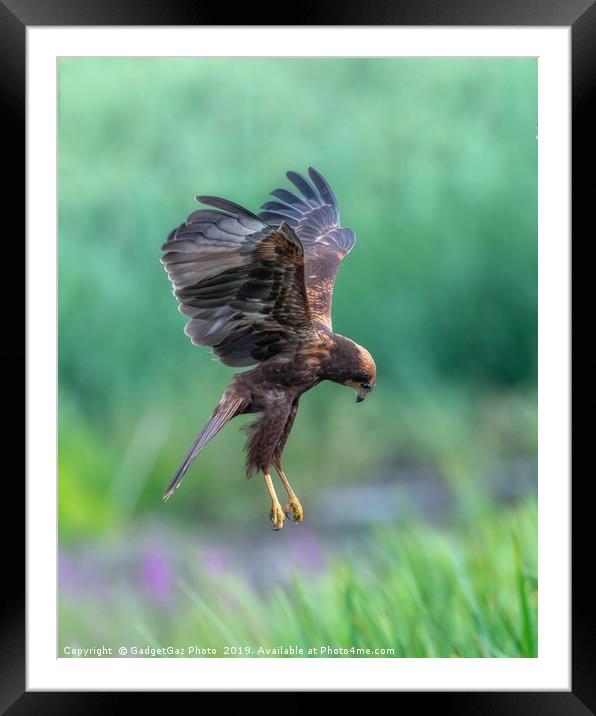 Marsh Harrier Juvenile dropping into the reedbed Framed Mounted Print by GadgetGaz Photo