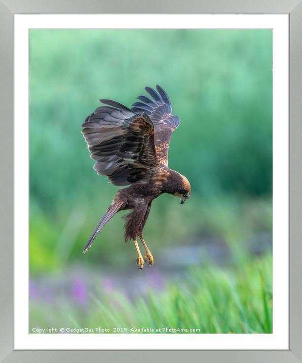 Marsh Harrier Juvenile dropping into the reedbed Framed Mounted Print by GadgetGaz Photo