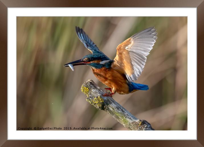 Kingfisher Landing with a fish. Framed Mounted Print by GadgetGaz Photo
