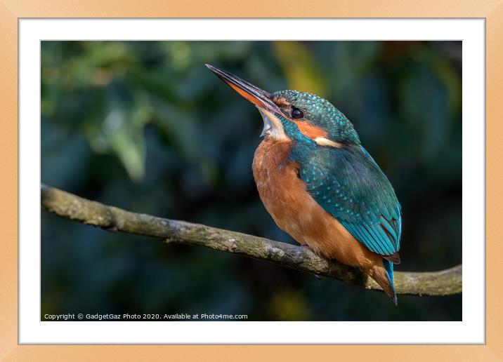 Female Kingfisher Framed Mounted Print by GadgetGaz Photo