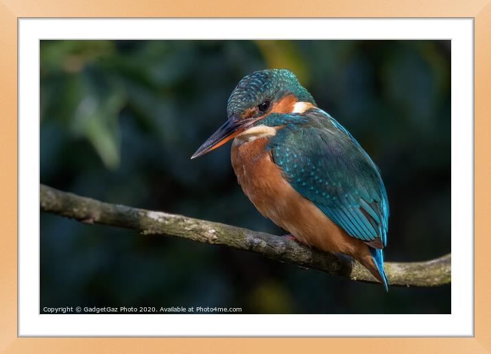 Beautiful female Kingfisher Framed Mounted Print by GadgetGaz Photo
