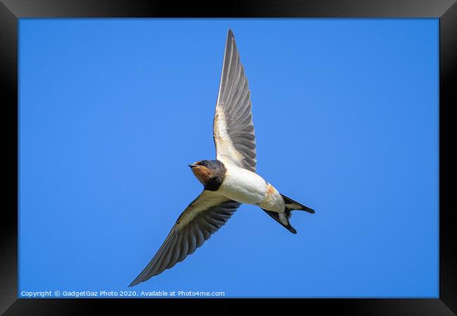 Swallow in flight Framed Print by GadgetGaz Photo