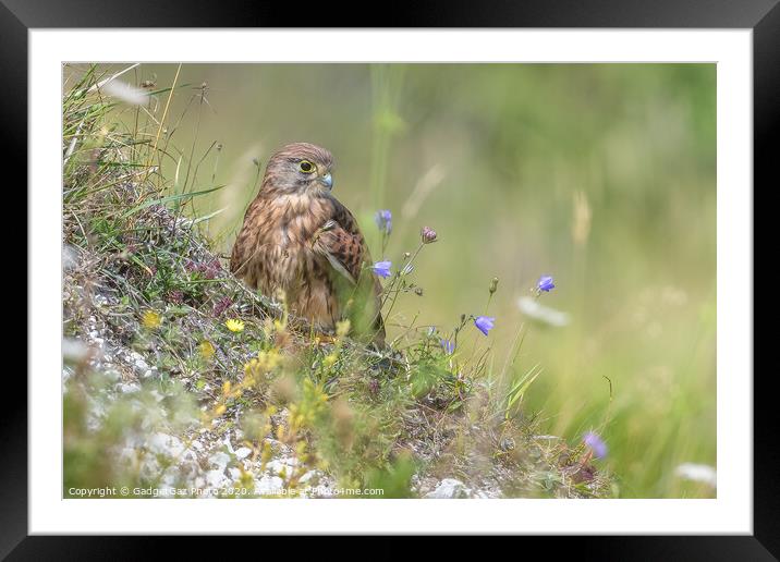 Kestrel on the Cliff Framed Mounted Print by GadgetGaz Photo