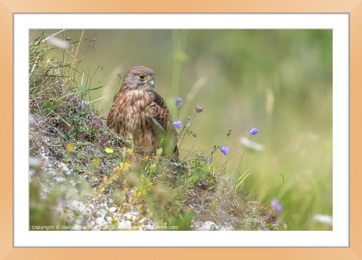 Kestrel on the Cliff Framed Mounted Print by GadgetGaz Photo