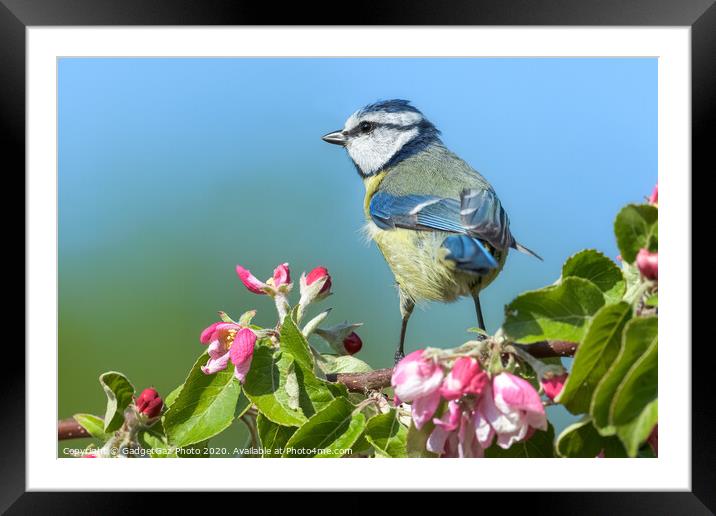 Blue tit on pink apple blossom Framed Mounted Print by GadgetGaz Photo
