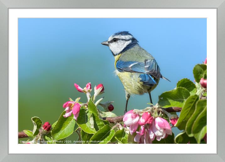 Blue tit on pink apple blossom Framed Mounted Print by GadgetGaz Photo