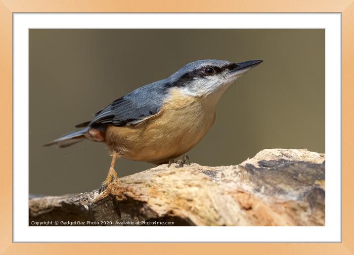 Nuthatch portrait Framed Mounted Print by GadgetGaz Photo