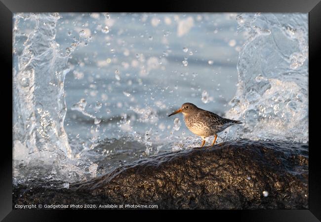 Purple sandpiper with crashing waves. Framed Print by GadgetGaz Photo