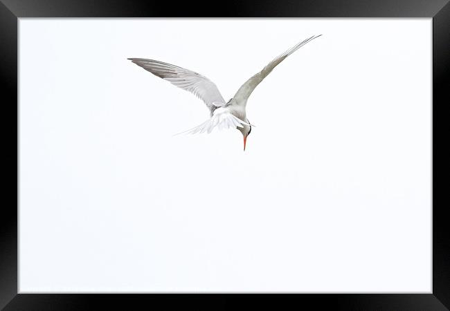 Common Tern Framed Print by GadgetGaz Photo