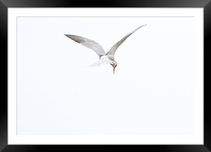 Common Tern Framed Mounted Print by GadgetGaz Photo