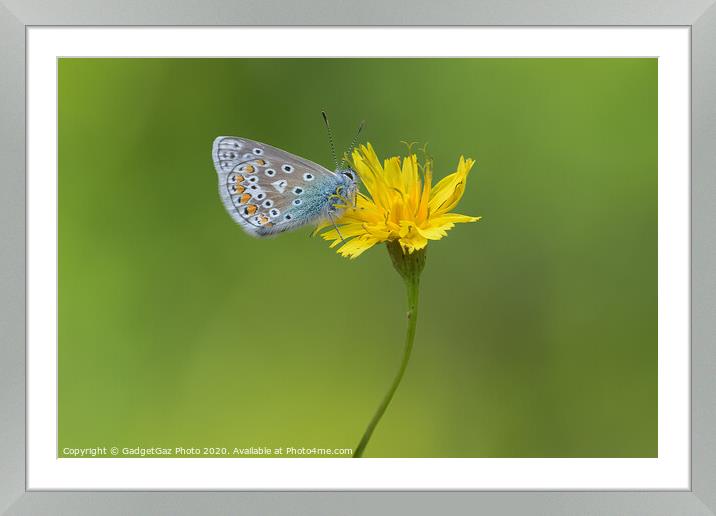 Common Blue Butterfly Framed Mounted Print by GadgetGaz Photo