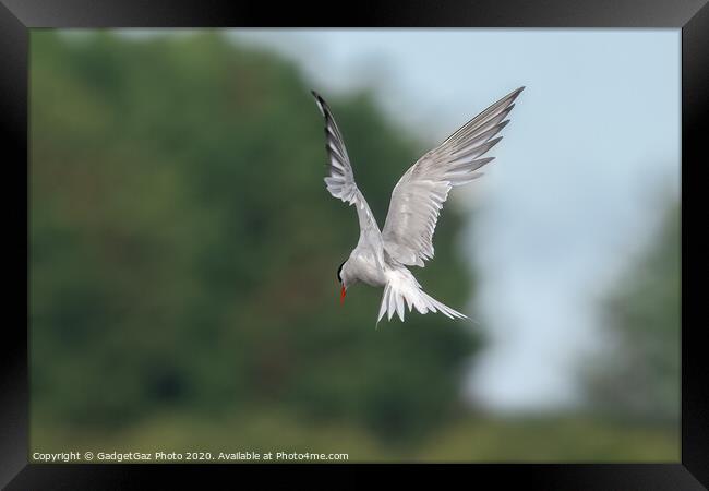 A Common Tern Framed Print by GadgetGaz Photo