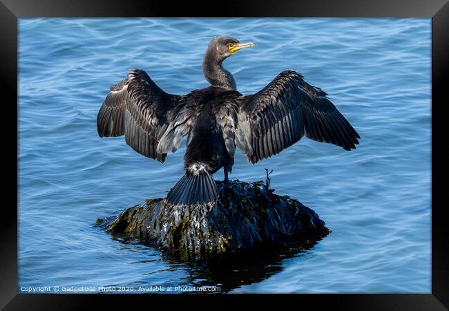A Cormorant drying its wings Framed Print by GadgetGaz Photo