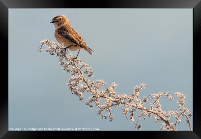 Female Stonechat Framed Print by GadgetGaz Photo