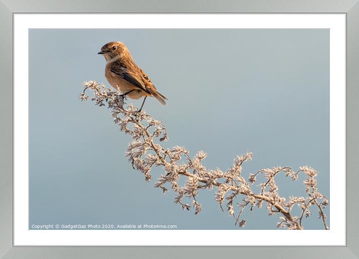 Female Stonechat Framed Mounted Print by GadgetGaz Photo
