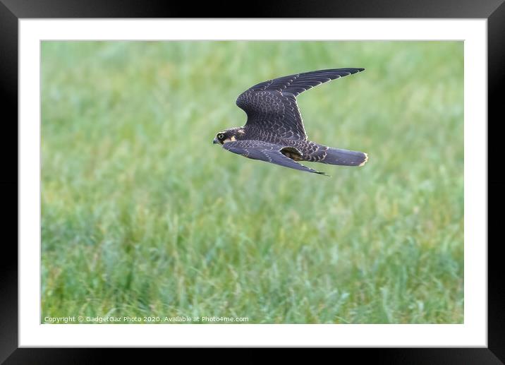 Juvenile Hobby Framed Mounted Print by GadgetGaz Photo