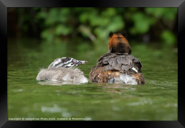 A Great crested grebbe chick and adult Grebe Framed Print by GadgetGaz Photo