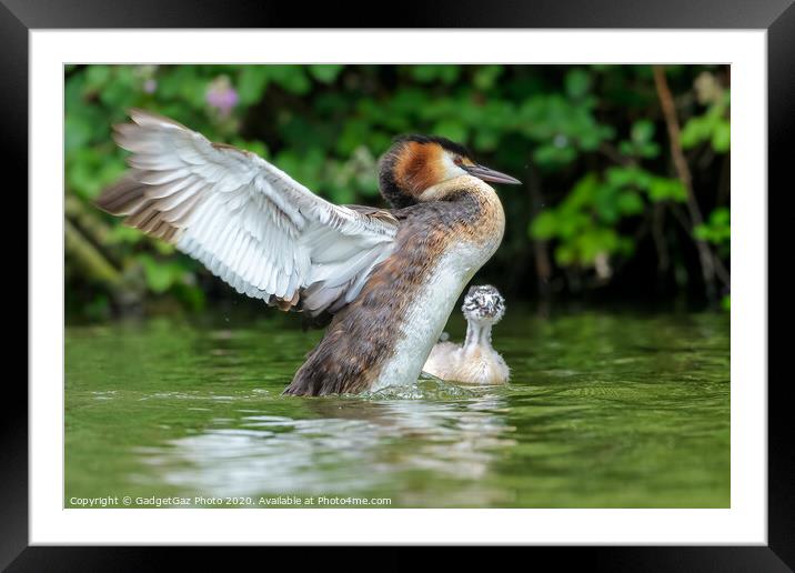 Great crested grebe adult and young Framed Mounted Print by GadgetGaz Photo