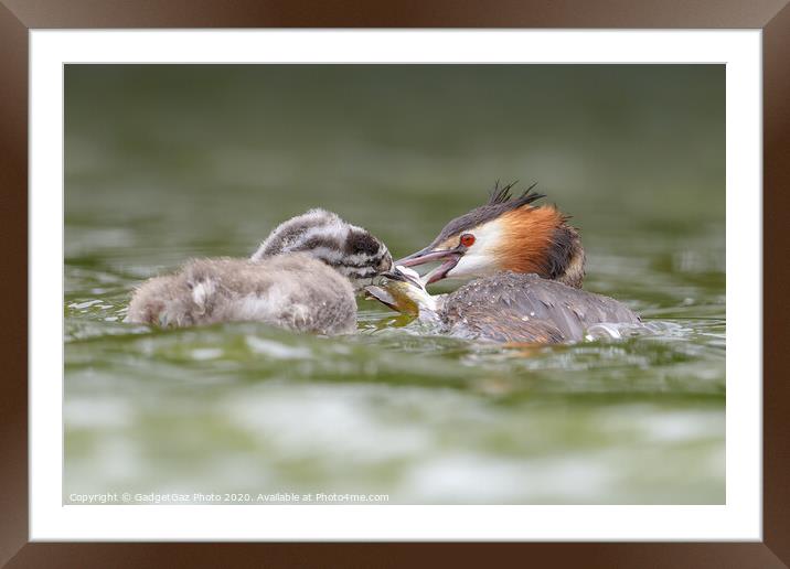 Great crested grebe and juvenile fishing. Framed Mounted Print by GadgetGaz Photo