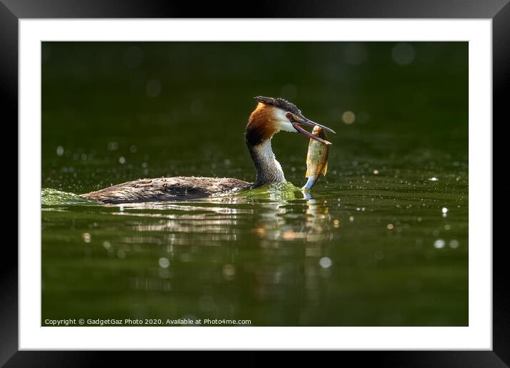 Great crested grebe with her fish. Framed Mounted Print by GadgetGaz Photo