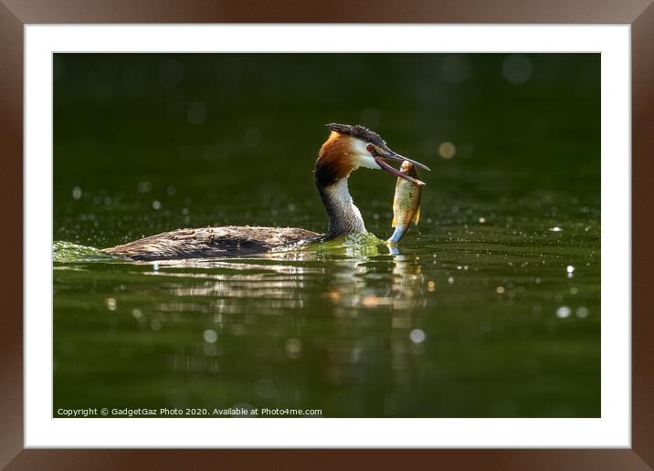 Great crested grebe with her fish. Framed Mounted Print by GadgetGaz Photo