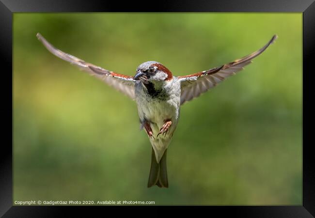 House sparrow hunting, wings spread. Framed Print by GadgetGaz Photo