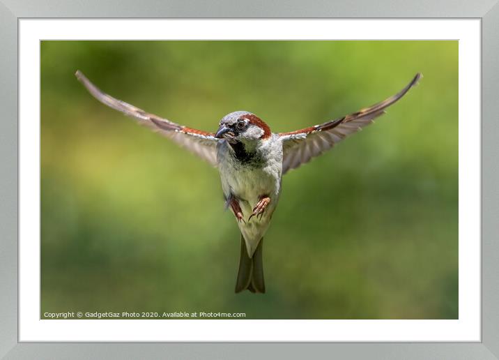 House sparrow hunting, wings spread. Framed Mounted Print by GadgetGaz Photo