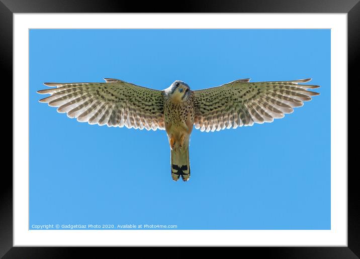 Kestrel looking down at you Framed Mounted Print by GadgetGaz Photo
