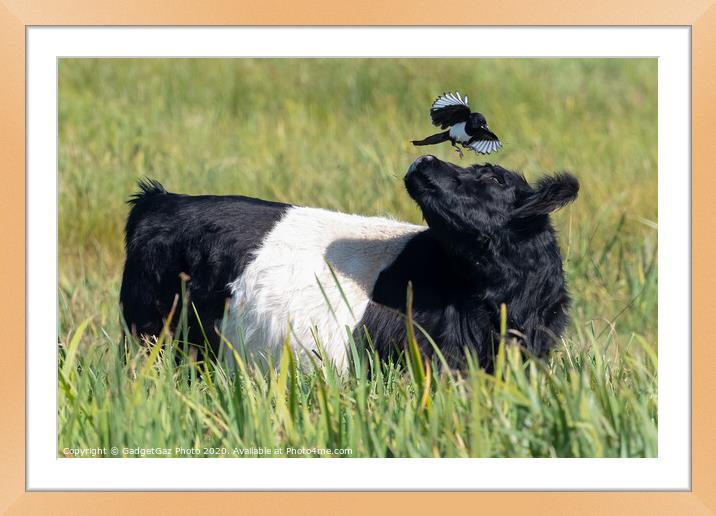 Magpie & Belted Galloway Cow Framed Mounted Print by GadgetGaz Photo