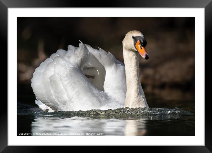 Mute swan on the lake Framed Mounted Print by GadgetGaz Photo
