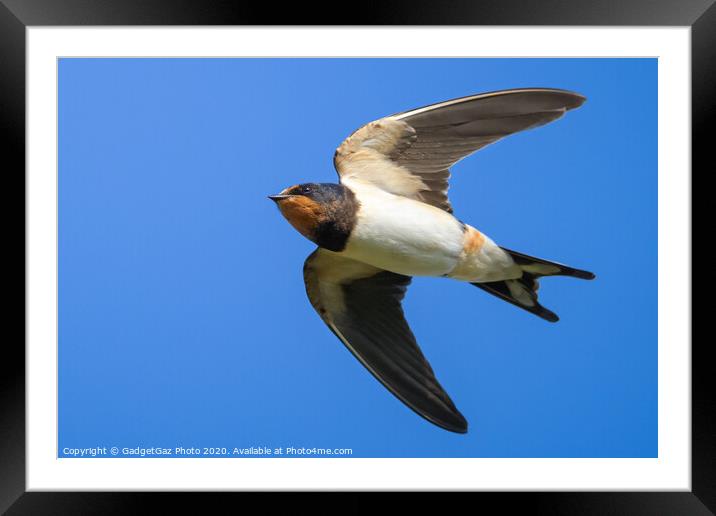 Swallow in flight Framed Mounted Print by GadgetGaz Photo