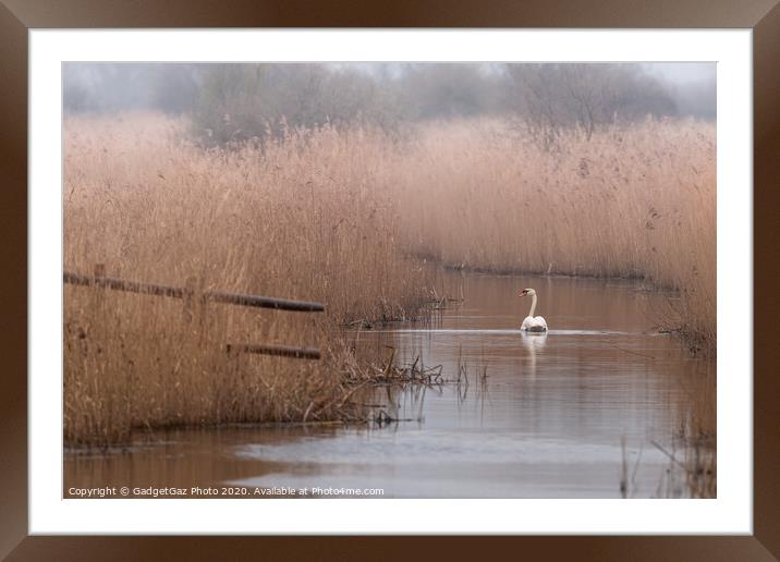 Swan at the marshes Framed Mounted Print by GadgetGaz Photo