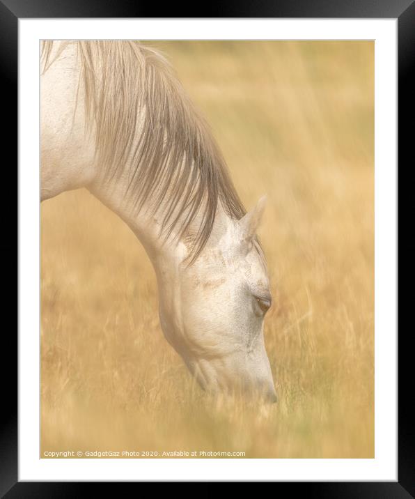 White Horse through the creamy fields of hay. Framed Mounted Print by GadgetGaz Photo