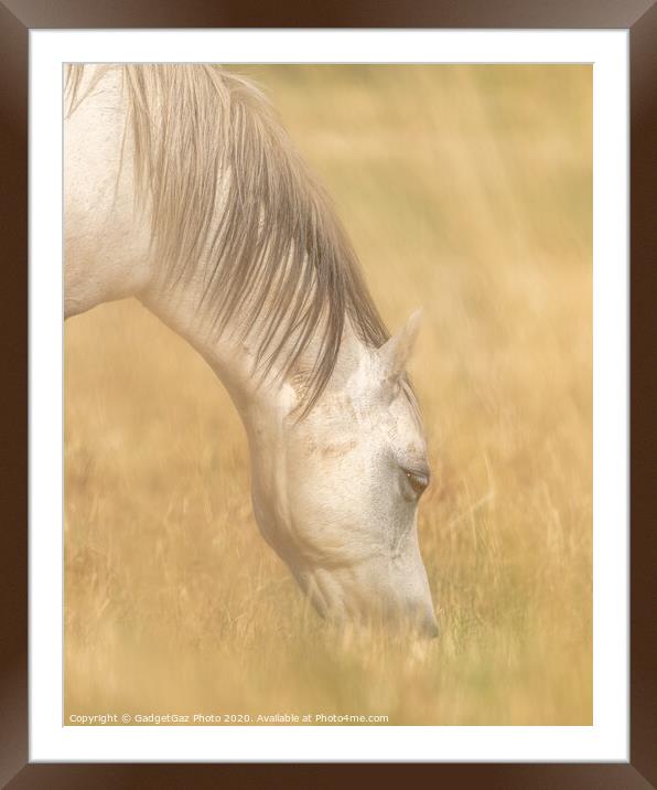 White Horse through the creamy fields of hay. Framed Mounted Print by GadgetGaz Photo