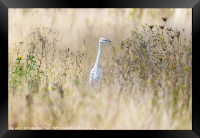 Little Egret in the fields Framed Print by GadgetGaz Photo