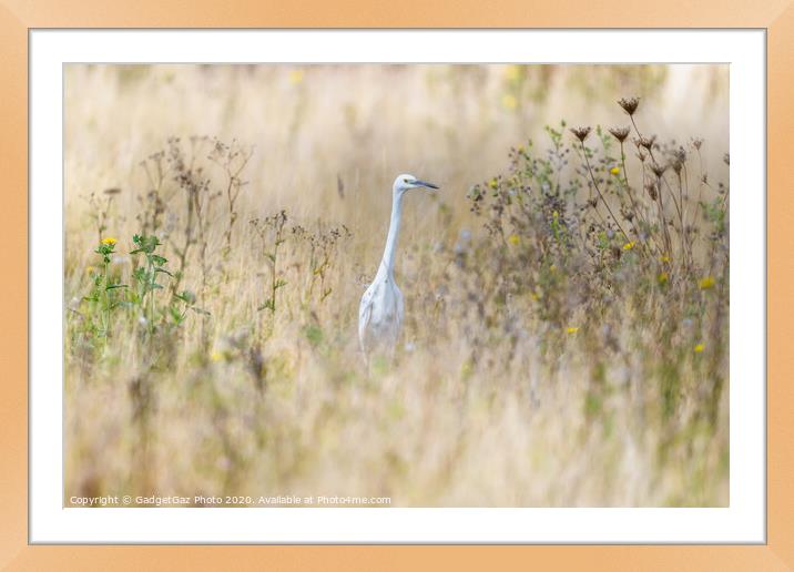 Little Egret in the fields Framed Mounted Print by GadgetGaz Photo