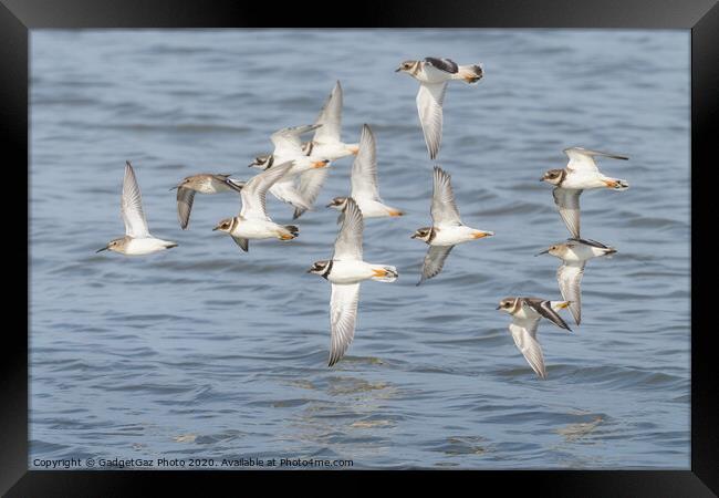 Ringed Plover & Dunlin flying at Seasalter Framed Print by GadgetGaz Photo