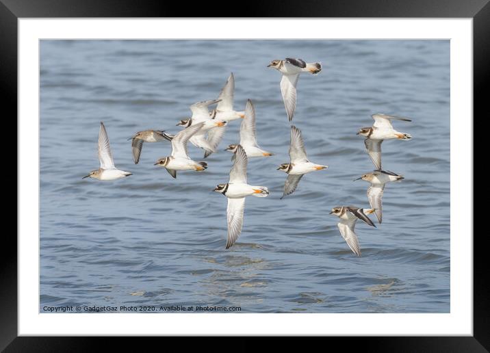 Ringed Plover & Dunlin flying at Seasalter Framed Mounted Print by GadgetGaz Photo