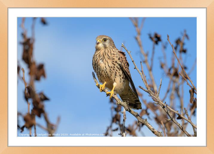 Kestrel perched in a tree Framed Mounted Print by GadgetGaz Photo