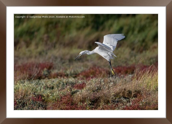 Little Egret in the Autumn Framed Mounted Print by GadgetGaz Photo