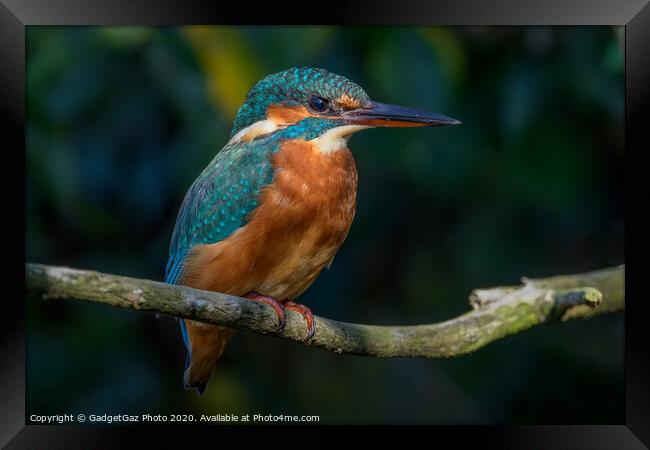Kingfisher female Framed Print by GadgetGaz Photo