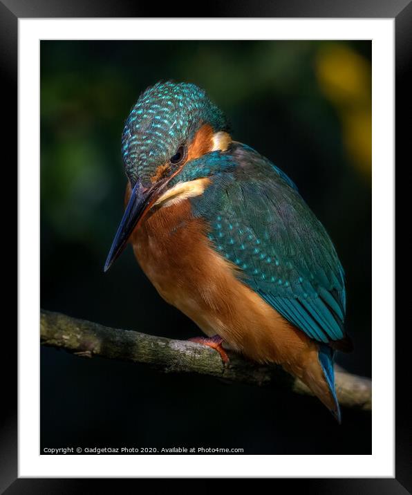 Kingfisher Female Portrait Framed Mounted Print by GadgetGaz Photo