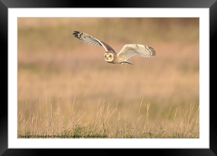 Short eared owl flying in the countryside Framed Mounted Print by GadgetGaz Photo