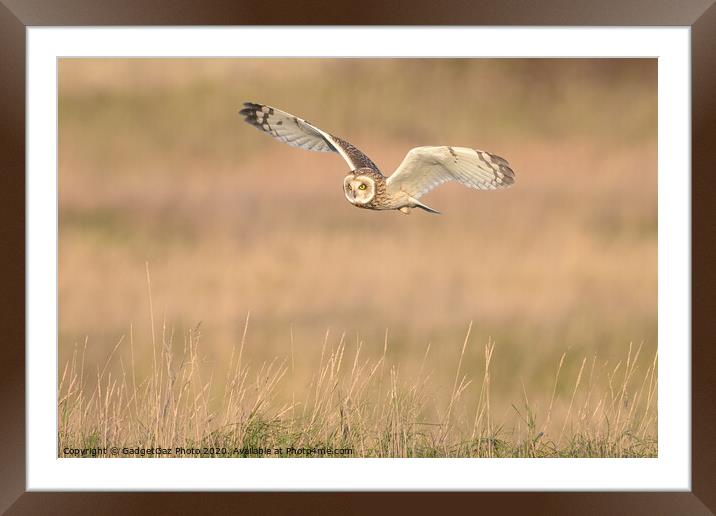 Short eared owl flying in the countryside Framed Mounted Print by GadgetGaz Photo